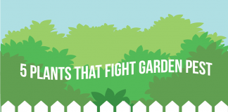 5 Plants That Fight Garden Pest 5 Plants That Fight Garden Pest Control