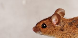 Different Types of Pest Control Pest Control