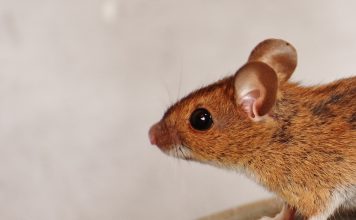 Different Types of Pest Control Pest Control