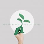 natural-remedies-for-pest-control-1