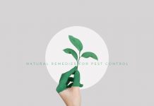Natural Remedies for Pest Control