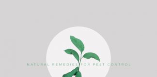 Natural Remedies for Pest Control