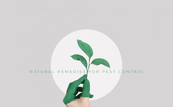 Natural Remedies for Pest Control