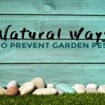 natural-ways-to-prevent-garden-pest
