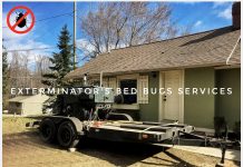 Why it is important to eliminate the bed bug infestation as soon as possible bed bug services