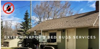 Why it is important to eliminate the bed bug infestation as soon as possible bed bug services