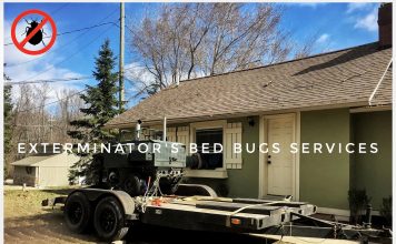 Why it is important to eliminate the bed bug infestation as soon as possible bed bug services