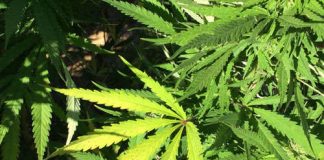 Medical Marijuana for Pets May Help Combat Pain and anxiety disorder marijuana