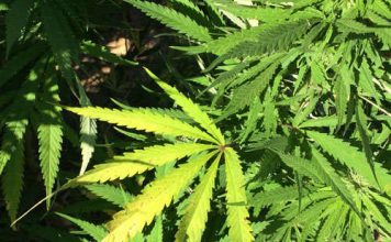 Medical Marijuana for Pets May Help Combat Pain and anxiety disorder marijuana